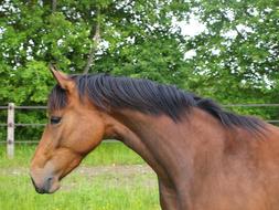 brown Horse Mane Animal