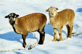 Mammal Goat Farm