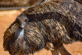 Fluffy emu ostrich