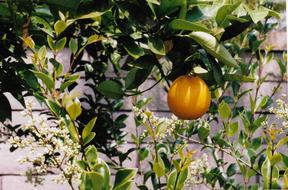 ripe orange on a tree