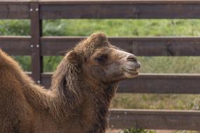 brown Camel near fence