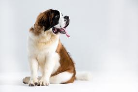 St Bernard Outdoor
