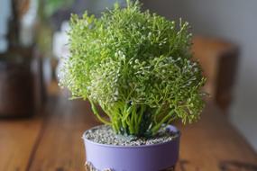 pot with green beautiful flowers