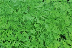 Carrot Tops Green Pattern