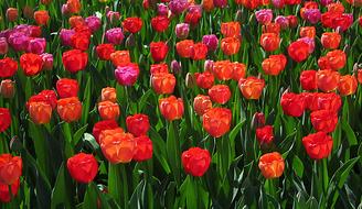 blooming beautiful field of flowers
