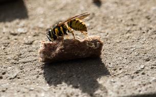 Wasp Insect Animal world