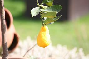 ripe lemon on a branch in the garden