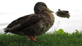 Bird duck by the lake