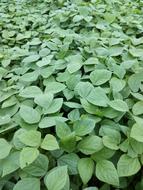 beautiful leaves in the garden