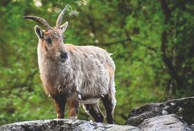 ibex, Wild goat on rock