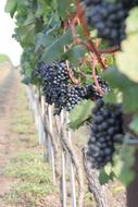 delicious garden grapes