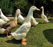 Walking ducks in a meadow