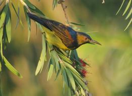 Bird Nature Wildlife
