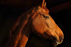 photo of Horse Mare Head