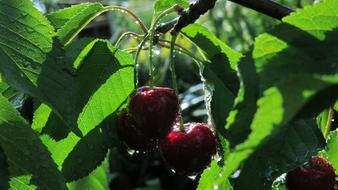 wet berries on a tree