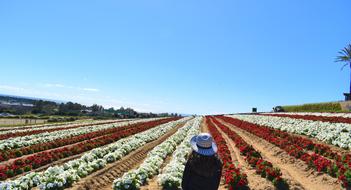 Agriculture Field Outdoors