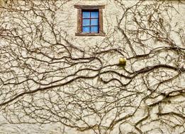 Vine Window Wall