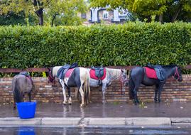animal Horses on street