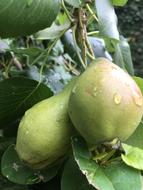 pears with water droplets