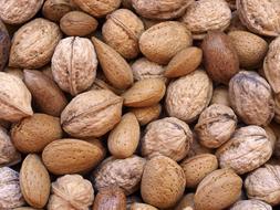 harvest of healthy walnuts