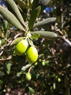 green tasty olives