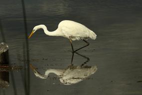 Natura Bird Water
