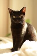Cat Kitten Kitty