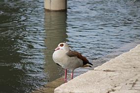 Nilgans Water Bird Alopochen