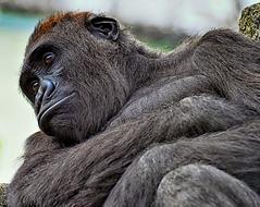 Gorilla Monkey Animal portrait