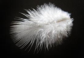 Feather Downy Bird