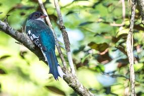 Cuba Matanzas Cienaga De Zapata