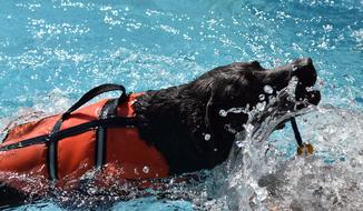black Dog swims in Pool