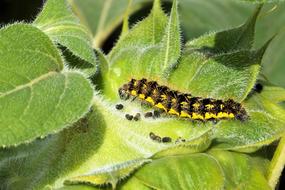 black and yellow caterpillar on sunflower leaves