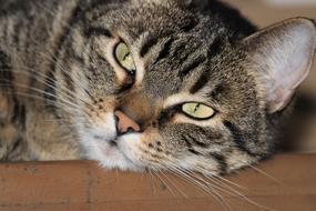 Sleeping cute cat with green eyes