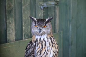 owl, night bird