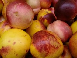 sweet fruit harvest