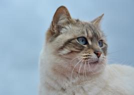 white fluffy cat with blue eyes