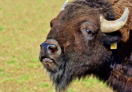 Bison Buffalo Horns American