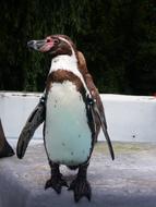 Bird Animal World