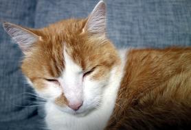 sleeping pet