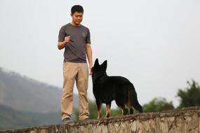 Shepherd Training Harmony