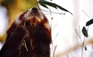 Panda Red Bear Cat Ailurus fulgens