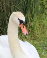 white swan sitting in the grass