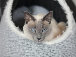 Cat Siamese portrait
