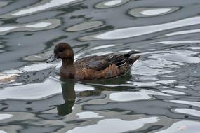 Duck Pond swim in Waters