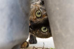 Cat Pet Animal