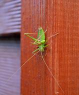 Close Up view of Green Grasshopper
