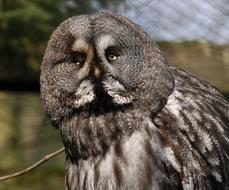 Bird owl Animal World