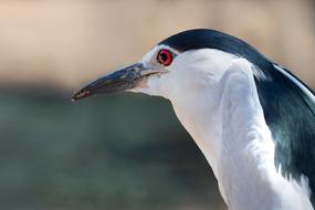 Black-Crowned Night-Heron Portrait