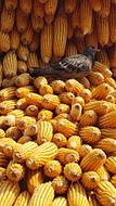 ripe corn harvest